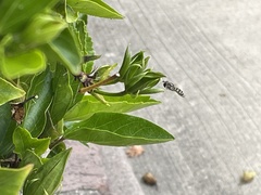 Eupeodes volucris