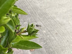 Eupeodes volucris
