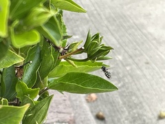 Eupeodes volucris