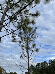 Pinus serotina