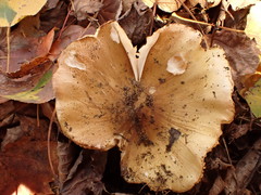 Tricholoma subluteum