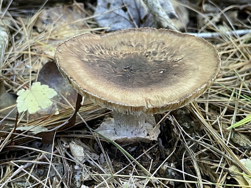 False Matsutake From Monroe County, IN, USA On October 31, 2021 At 02: ...