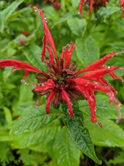 Monarda didyma
