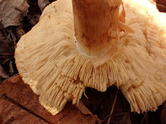 Tricholoma subluteum