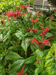Monarda didyma
