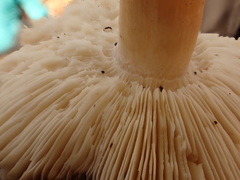 Tricholoma subluteum