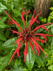 Monarda didyma