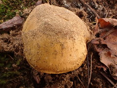 Tricholoma subluteum