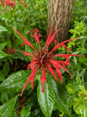 Monarda didyma