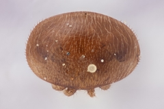 Varroa destructor
