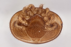 Varroa destructor