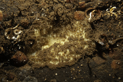 Paratimea loennbergi