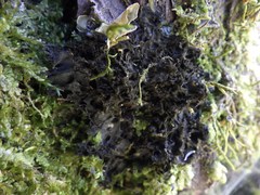 Leptogium brebissonii