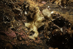 Paratimea loennbergi