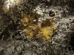 Paratimea aurantiaca