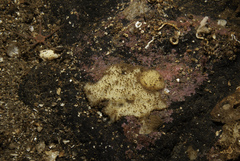 Paratimea loennbergi