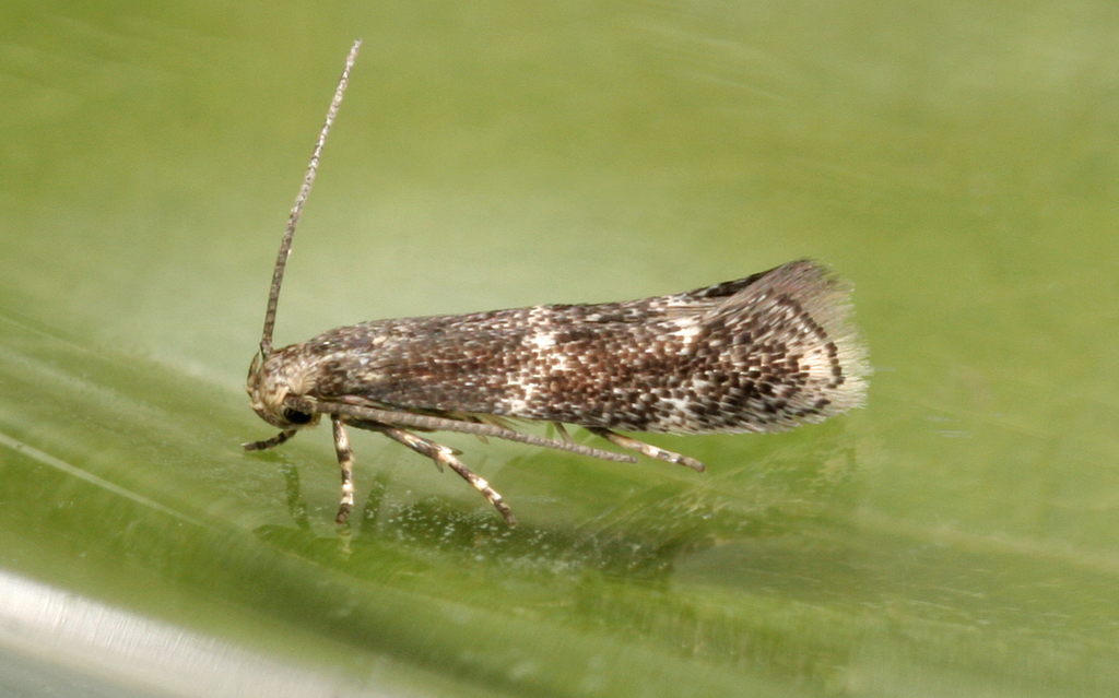 meadow grass-miner