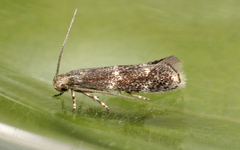 Elachista consortella