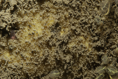 Paratimea loennbergi