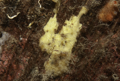 Paratimea loennbergi