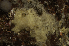 Paratimea loennbergi