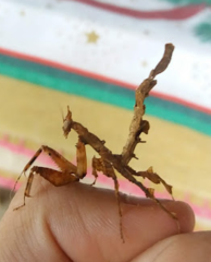 Stenophylla cornigera