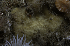 Paratimea loennbergi