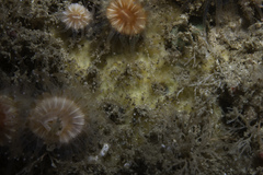 Paratimea loennbergi