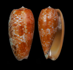 Conus bullatus