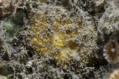 Paratimea aurantiaca