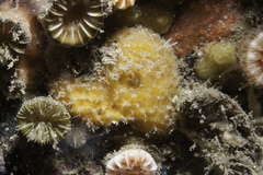 Paratimea aurantiaca