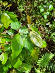 Itea rhamnoides