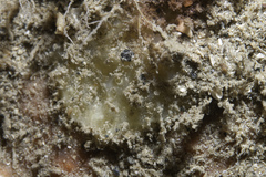 Paratimea loennbergi