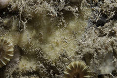 Paratimea loennbergi