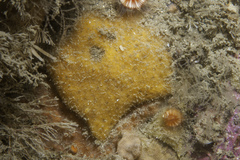 Paratimea aurantiaca