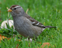Zonotrichia leucophrys