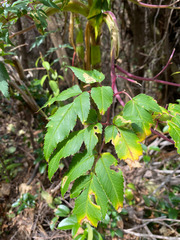 Myrrhidendron donnellsmithii