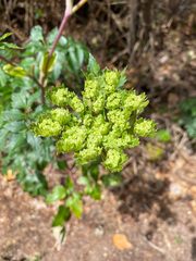 Myrrhidendron donnellsmithii