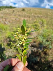 Vaccinium exul