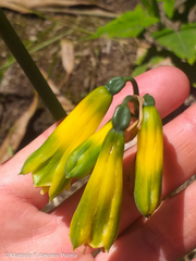 Phaedranassa viridiflora