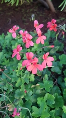 Pelargonium tongaense