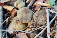 Cortinarius venetus