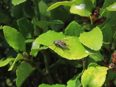 Microphthalma europaea