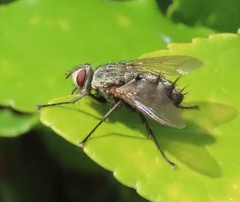 Microphthalma europaea