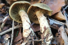 Cortinarius venetus
