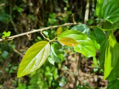 Itea rhamnoides
