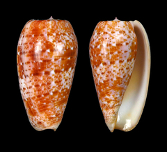 Conus bullatus