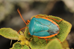 Edessa rufomarginata