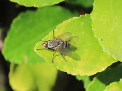 Microphthalma europaea