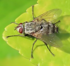 Microphthalma europaea